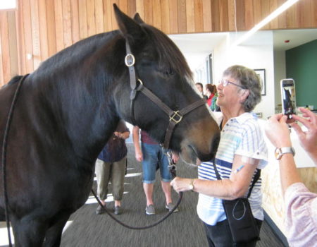 Therapy Horse Visits