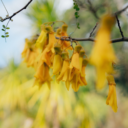 Kowhai flower for assisted dying menu item on website